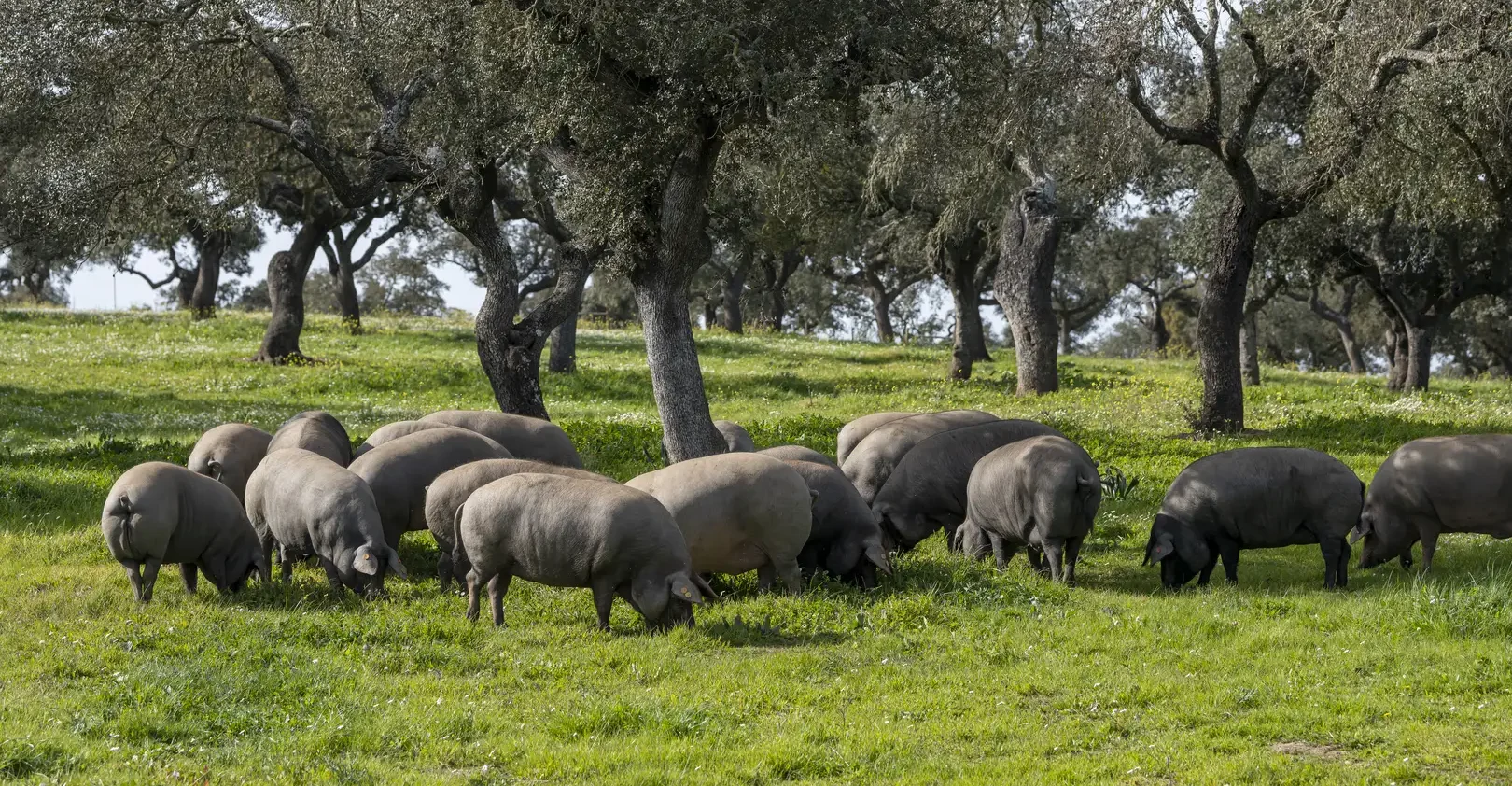 cerdos ibericos segundin