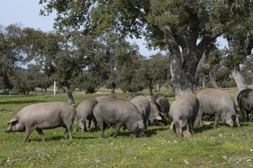 Cerdo iberico de bellota montanera 3